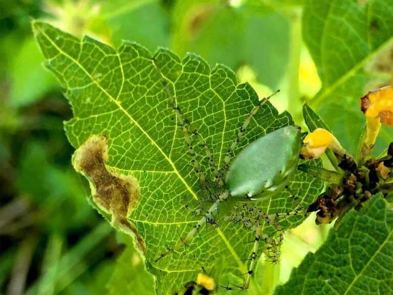 More Green Lynx Spiders In Your Central Texas Garden Means Fewer Caterpillars Shredding Your Vegetable Beds