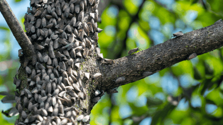 The One Tree North Carolina Gardeners Should Cut Down Now Before It Fills the Yard With Spotted Lanternfly