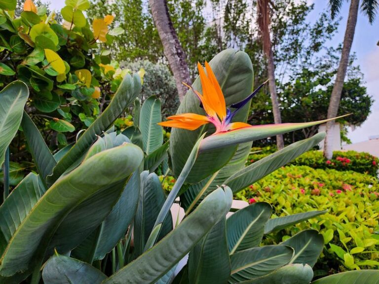 What To Do With Your Florida Bird of Paradise Right Now So It Pushes Out Bigger Leaves and Blooms This Fall