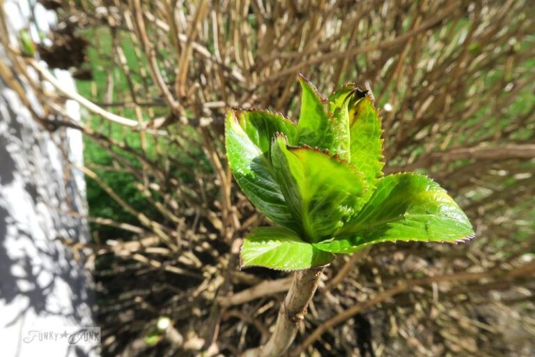 Your Hydrangeas Grow Leafy but Never Bloom – Here’s the Pruning Slip Most Growers Make Without Knowing