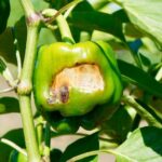 If your bell peppers get sunscald and pale leathery patches in this August heat, one pruning habit usually starts it