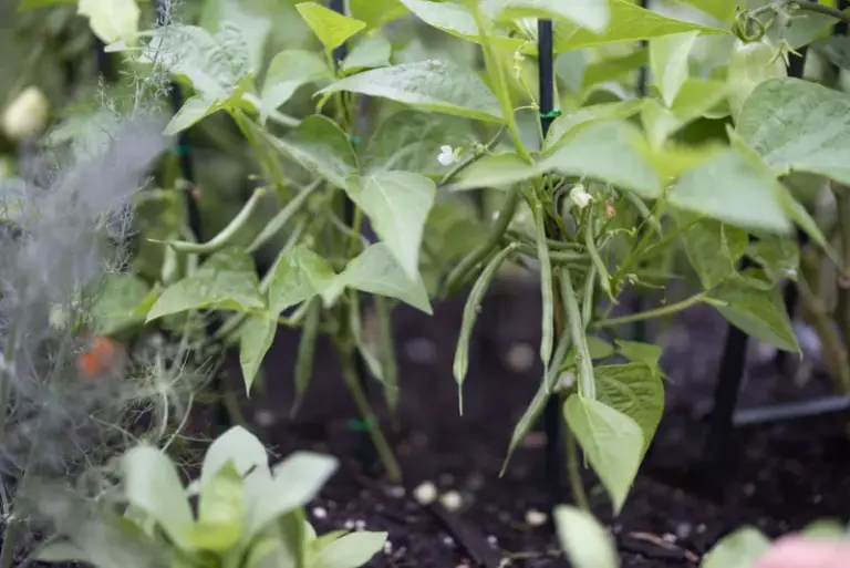 If Your Bean Plants Flower Heavily but the Pods Stay Flat and Empty in Late-Summer Heat, Here Is Why