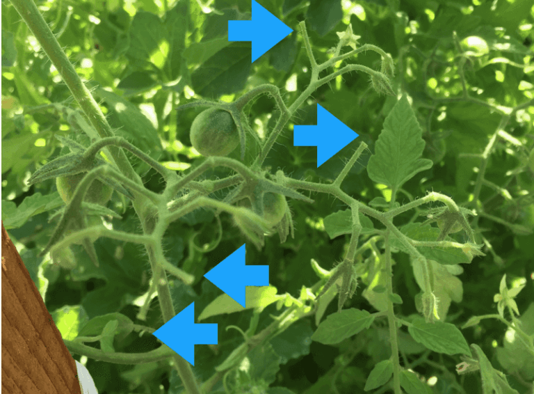 If your pepper plants are dropping their blossoms before they set fruit in this August heat, one watering swing usually starts it