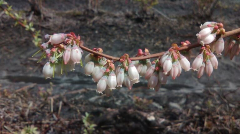 What North Carolina Blueberry Bushes Need After Harvest to Protect Next Year’s Crop