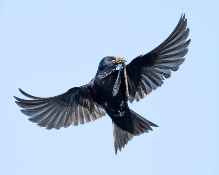 More Purple Martins Over Your Central Texas Yard Means Fewer Mosquitoes (Here’s How To Bring Them In)