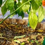 Pepper Plants Dropping Leaves in Late-Summer Heat: Start with a Soil Check, Not an Assumption