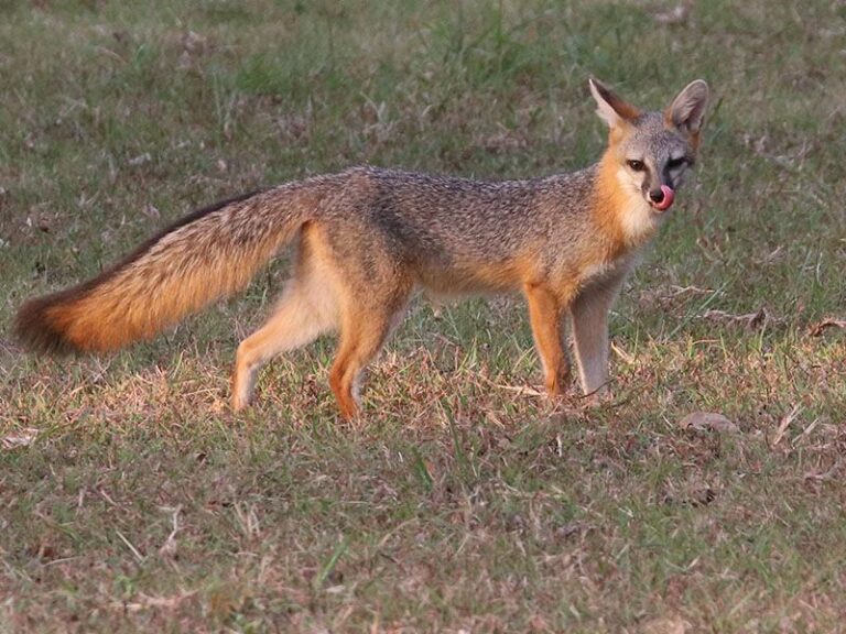 Gray Foxes Crossing Your Central Texas Yard at Dusk May Hunt Rodents, But Exclusion and Sanitation Are Your Real Rat Defense