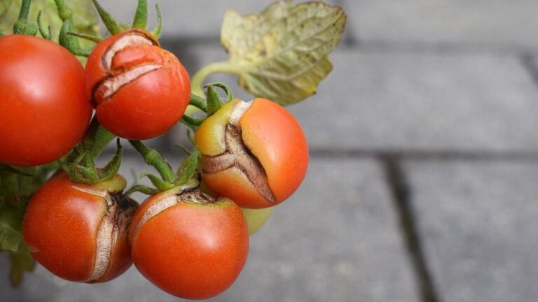 If Your Fall Tomatoes Split Right at the Shoulder After a Late-Summer Watering, Here Is Why