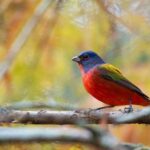The Florida Native Vines That Bring Painted Buntings Back to Yards That Stopped Getting Them