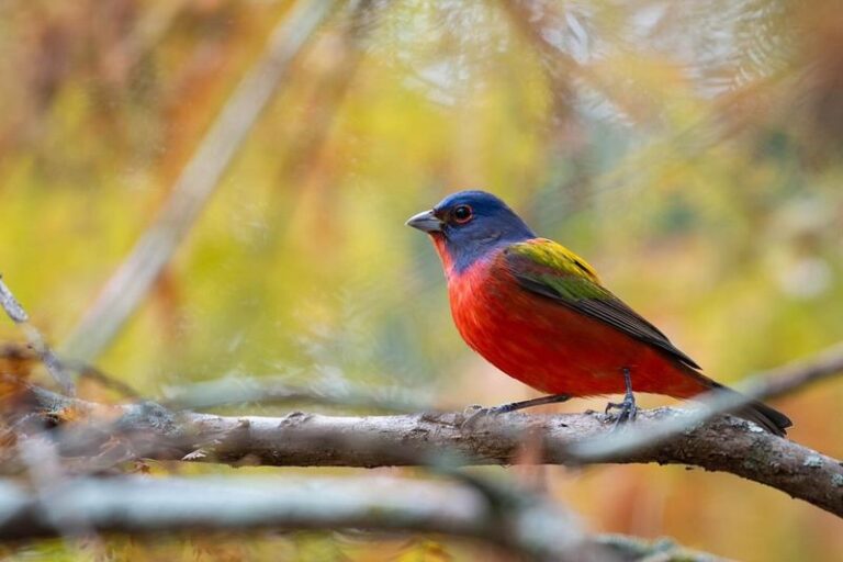 The Florida Native Vines That Bring Painted Buntings Back to Yards That Stopped Getting Them