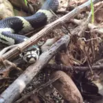 How To Support the California Kingsnakes That Quietly Hunt Rattlesnakes and Rodents Around Your Yard