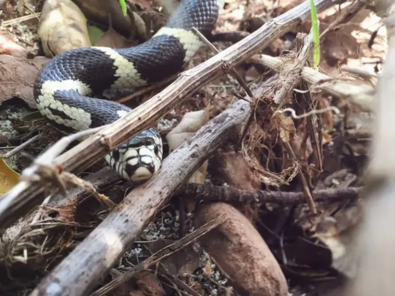 How To Support the California Kingsnakes That Quietly Hunt Rattlesnakes and Rodents Around Your Yard