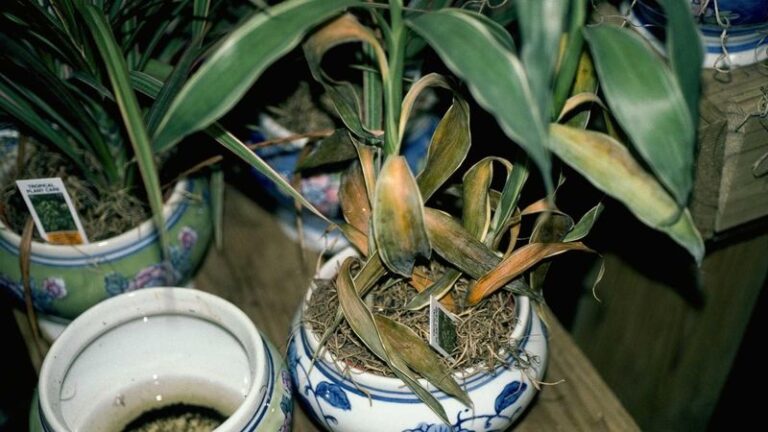 These 8 Common Houseplants Carry a Bad Reputation – Here’s Why Some Growers Refuse to Keep Them Indoors