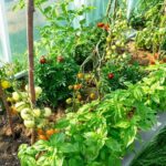 If Your Tomatoes Struggle No Matter What, One of These 14 Bad Neighbor Plants Is Usually Behind It