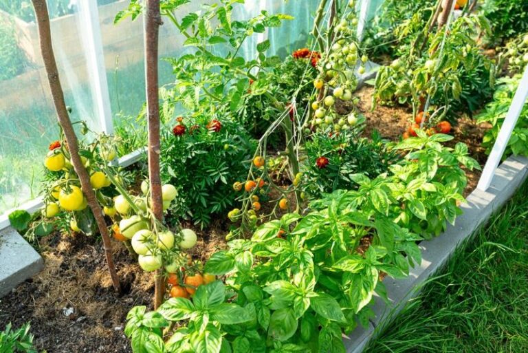 If Your Tomatoes Struggle No Matter What, One of These 14 Bad Neighbor Plants Is Usually Behind It