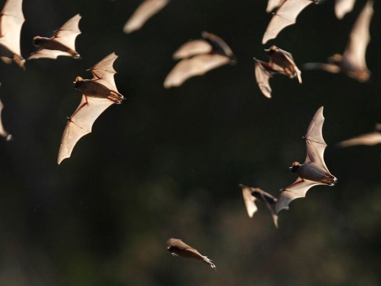 More Bats Over Your Central Texas Yard Means Fewer Mosquitoes, and Here’s How To Draw Them In at Dusk