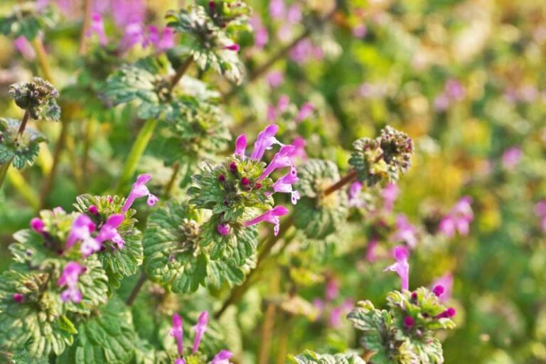 Before You Pull That Purple Lawn Plant, Identify It First