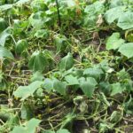 If Your Cucumber Vines Wilt at Midday Even With Wet Soil in Late-Summer Heat, Here Is Why