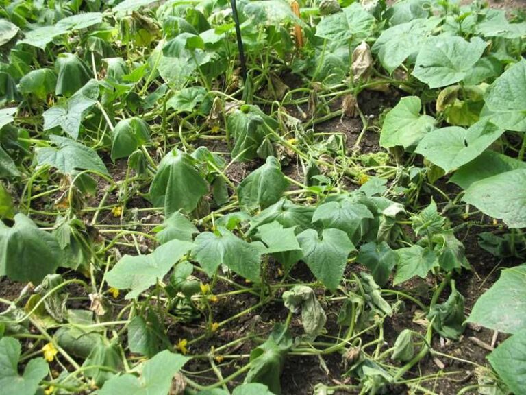 If Your Cucumber Vines Wilt at Midday Even With Wet Soil in Late-Summer Heat, Here Is Why