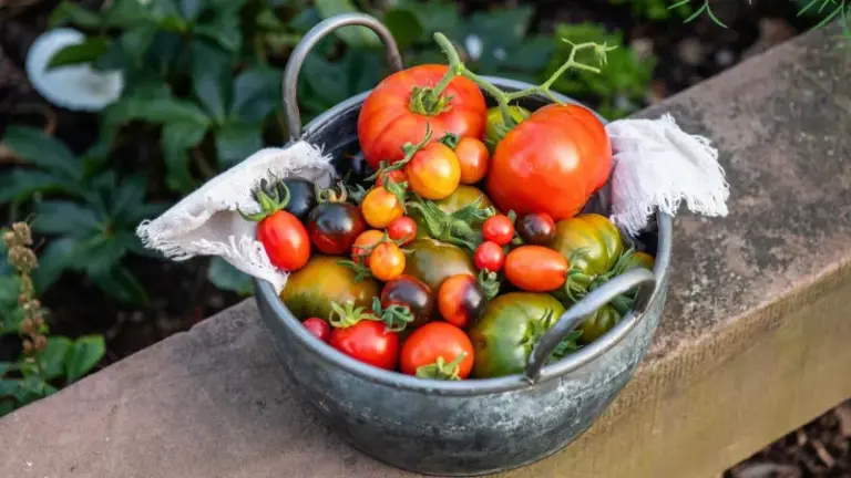 Big Tomato Harvests Start With One Kitchen Ingredient You Already Have – Here’s How to Feed Them