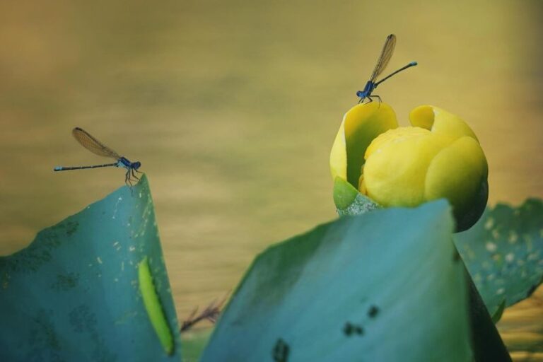 7 Florida native plants that draw in dragonflies and quietly thin the mosquitoes off your patio