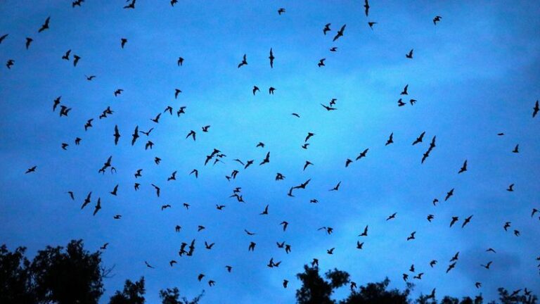 How to Make Your Florida Yard More Bat-Friendly and Help Manage Mosquito Pressure