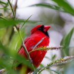 The Native North Carolina Flowers That Keep Cardinals Coming to Your Yard From Spring Right Through Fall