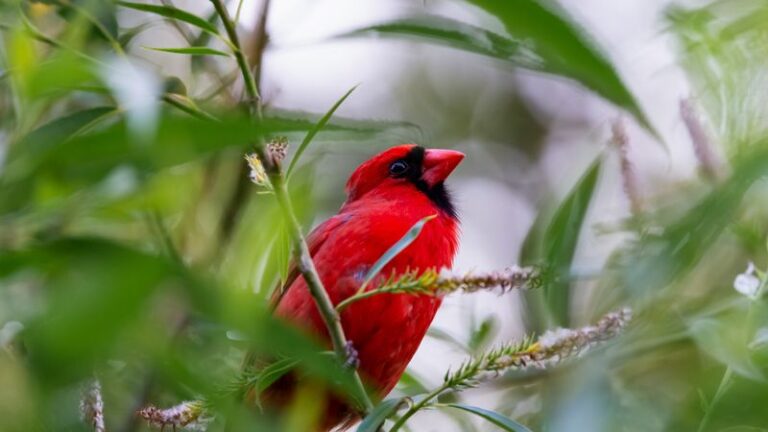 The Native North Carolina Flowers That Keep Cardinals Coming to Your Yard From Spring Right Through Fall