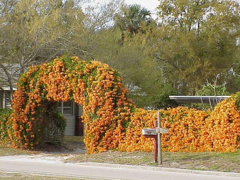 7 Florida Native Vines That Hide a Warping Vinyl Fence and Turn It Into a Green Wall