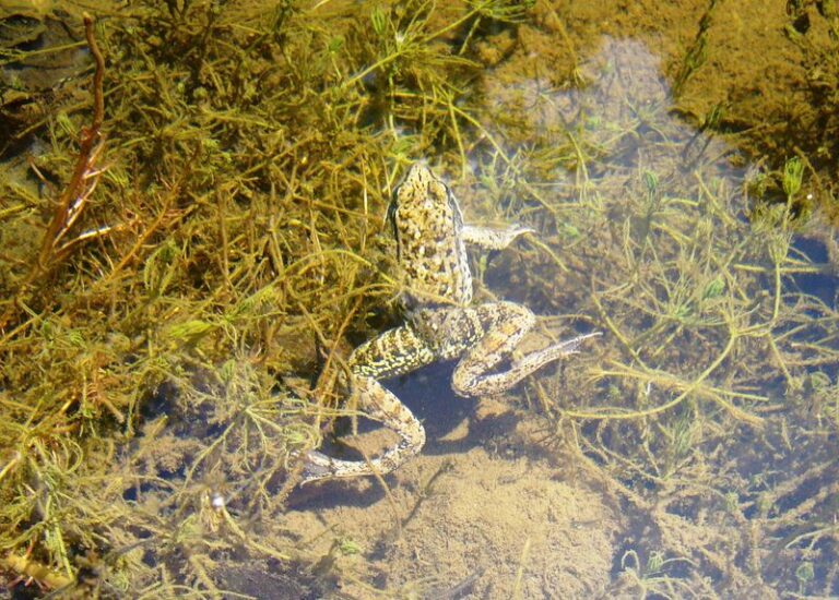 What It Really Means When Tree Frogs Start Showing Up in Your California Garden This Summer