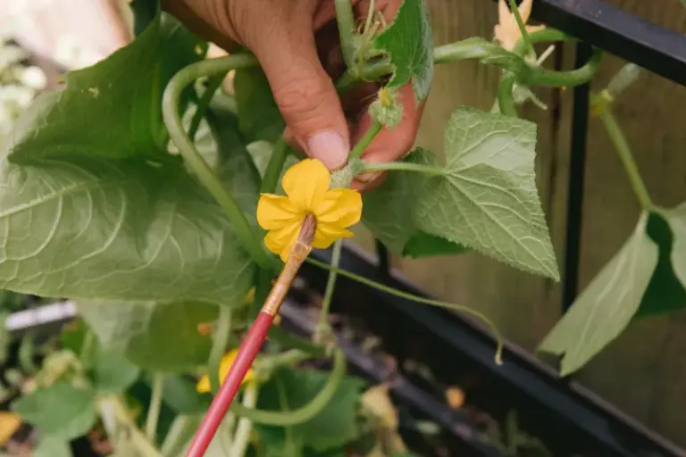 Your Cucumbers Grow Plenty of Flowers but Never Set Fruit — Here’s the One Fix That Turns Blooms Into a Harvest
