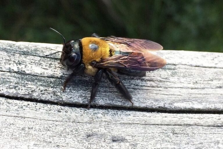 What It Really Means When Carpenter Bees Start Drilling Into Your North Carolina Porch This Summer