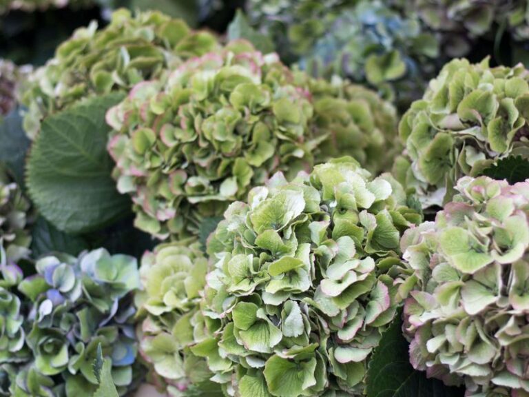 Your Hydrangea Blooms Fade From Vivid Color to Dull Green – Here is the One Cause Most Growers Miss