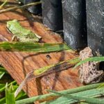 What It Really Means When Tree Frogs Start Showing Up In Your California Garden This Summer