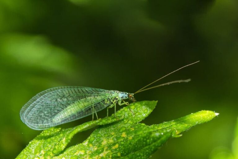 More Green Lacewings In Your Central Texas Garden Means Fewer Aphids (Here’s How To Bring Them In)