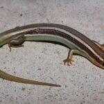 That Shiny Lizard in Your Yard May Be a Western Skink – a Native Generalist Predator Worth Getting to Know