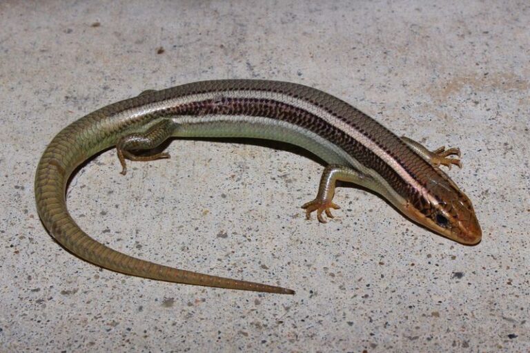 That Shiny Lizard in Your Yard May Be a Western Skink – a Native Generalist Predator Worth Getting to Know