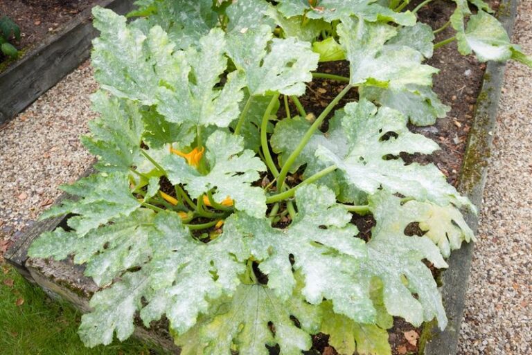 If Your Zucchini Leaves Develop Silvery White Patches in Late-Summer Heat, Powdery Mildew Is Usually Behind It