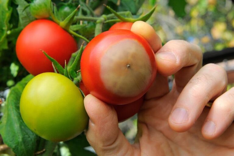 Tomatoes With Leathery Blossom-End Rot in Late-Summer Heat: Inconsistent Soil Moisture Is Often the First Factor to Investigate