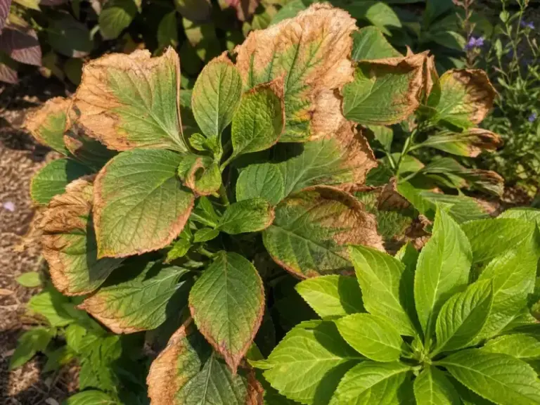 What Brown Edges on Your North Carolina Hydrangea Leaves Are Really Telling You in the Late-Summer Heat