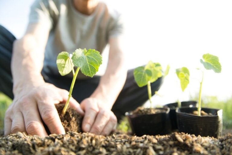 The Reasons North Carolina Gardeners Plant Okra Every Summer That Have Nothing To Do With the Harvest