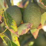 How To Help Your California Avocado Tree Push Through a Brutal Late-Summer Heat Wave Without Dropping Its Fruit