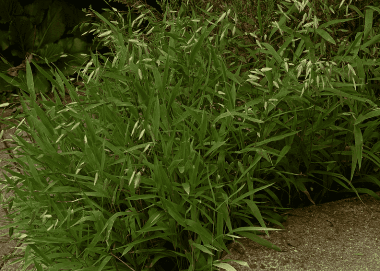 This Native Texas Plant Along Your Fence Brings Fireflies Back To Central Texas Yards Every Summer