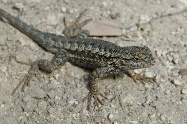How To Keep California Fence Lizards In Your Yard, Where They Quietly Clear The Ticks That Spread Lyme Disease