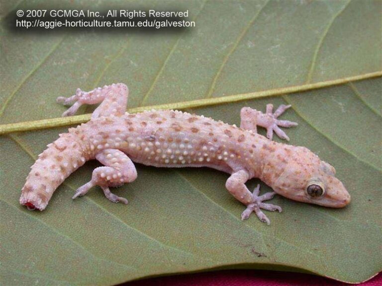 The Native Texas Plant That Draws Geckos To Your Porch And Keeps Roaches Moving On