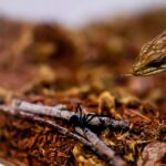 How To Support the California Alligator Lizards That Quietly Hunt the Black Widows Hiding Around Your Yard