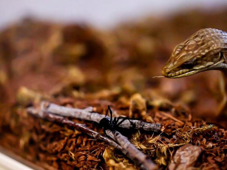 How To Support the California Alligator Lizards That Quietly Hunt the Black Widows Hiding Around Your Yard