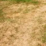 Your Lawn Turns Brown and Crispy in the Late-Summer Heat — Here’s the One Watering Slip Behind It