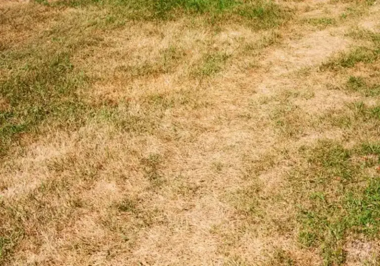 Your Lawn Turns Brown and Crispy in the Late-Summer Heat — Here’s the One Watering Slip Behind It