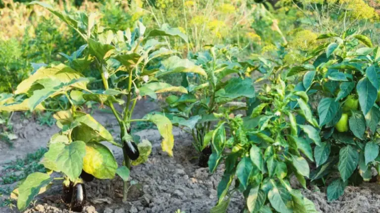 If your eggplants keep dropping flowers without setting fruit this August, one feeding habit usually starts it